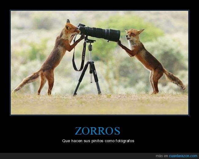 zorros,c&aacute;mara,fotos