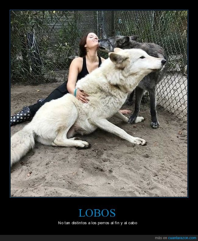 lobos