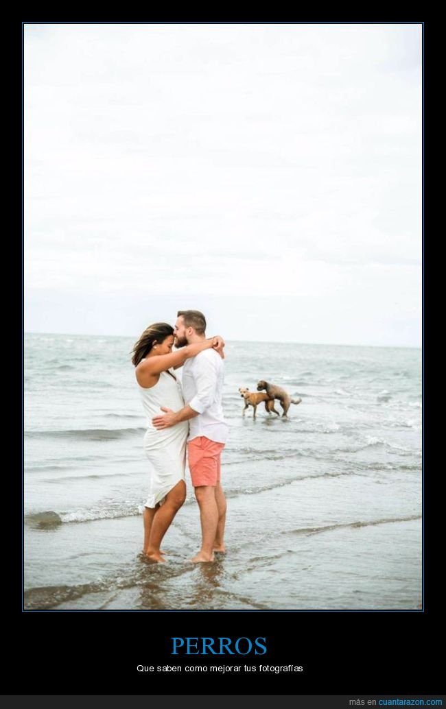 perros,fotograf&iacute;a,fails