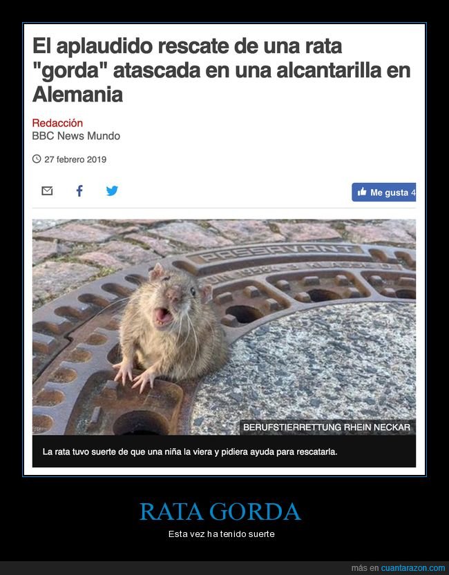rescate,rata,gorda,alcantarilla