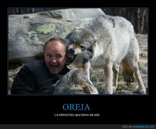 oreja,lobo,mordiendo