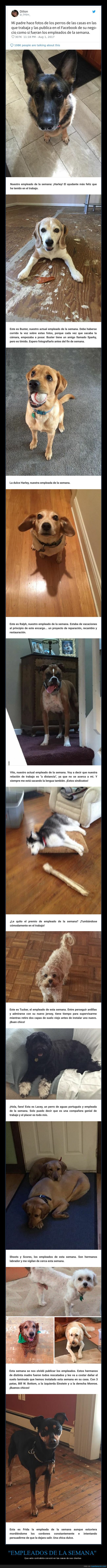 perros,empleados de la semana