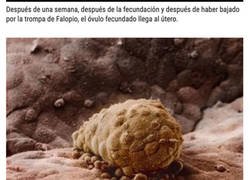 Enlace a Así es el magnífico proceso de gestación de la vida humana