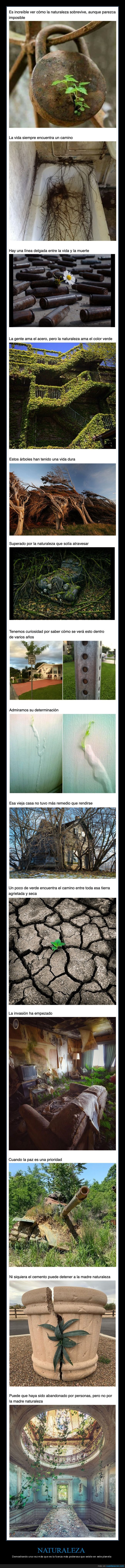 naturaleza,poder,vegetación