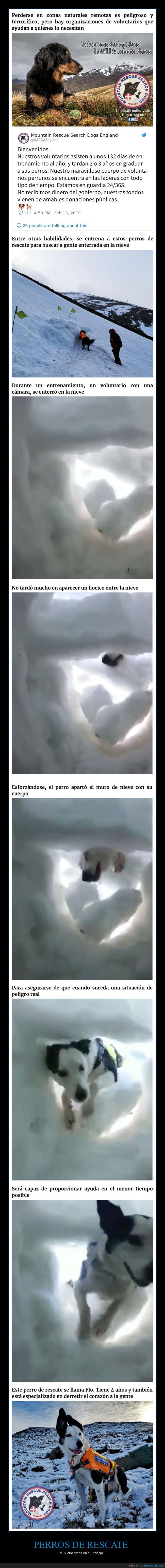 perros,rescate,nieve