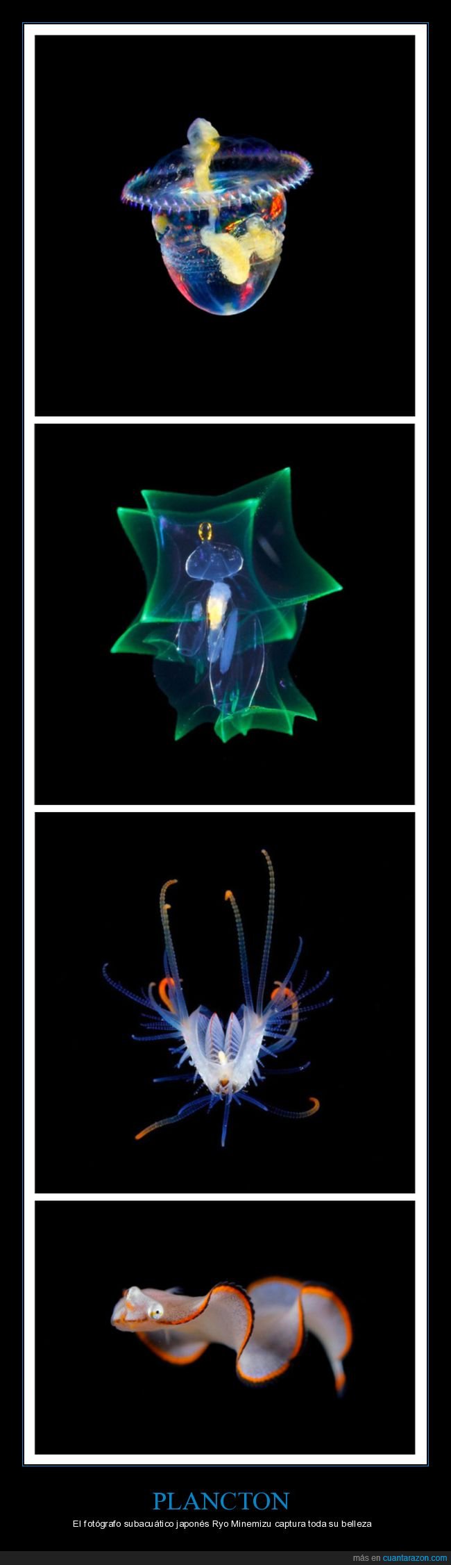 plancton,fotografía,ryo minemizu,curiosidades