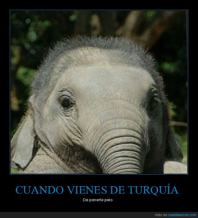 turquía,pelo,elefante