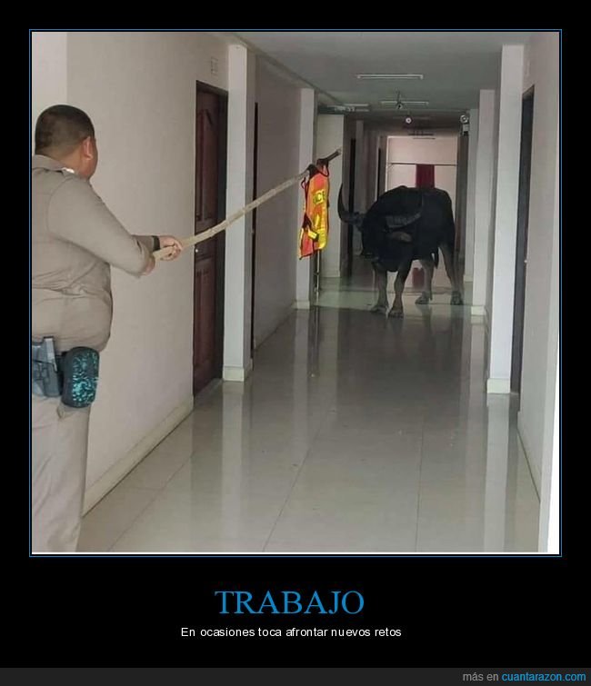 toro,pasillo,wtf