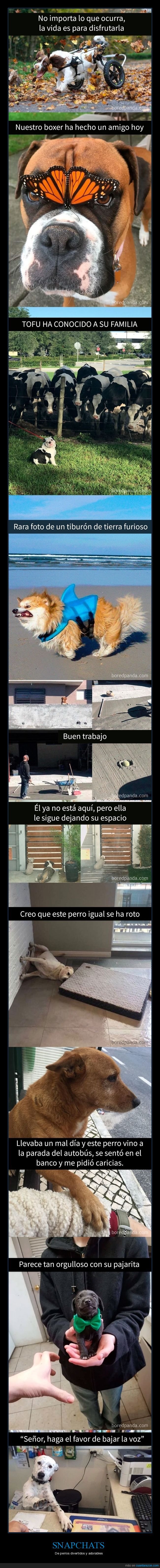 snapchat,perros