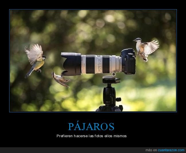 pájaros,cámara de fotos