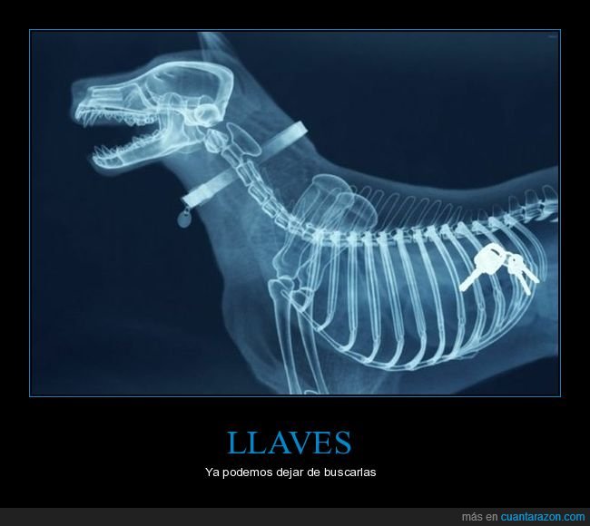 perro,radiografía,llaves
