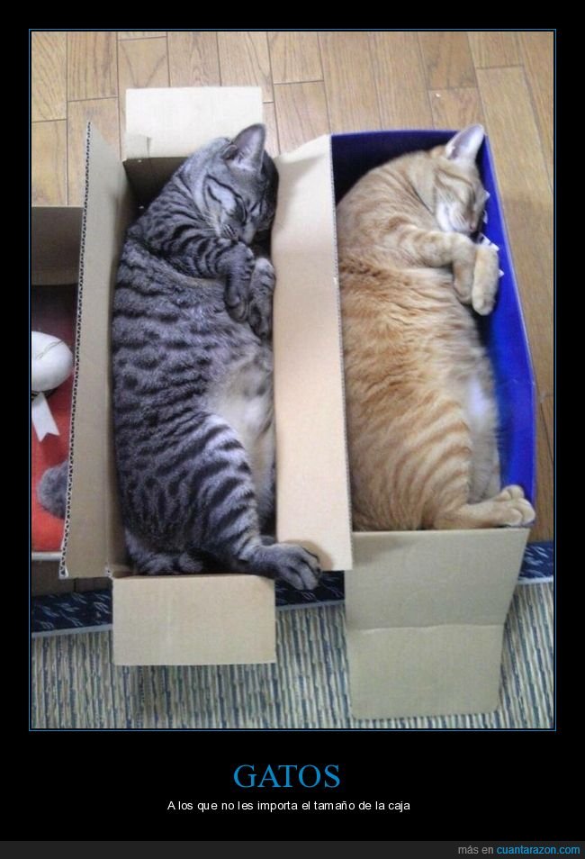 gatos,cajas,durmiendo