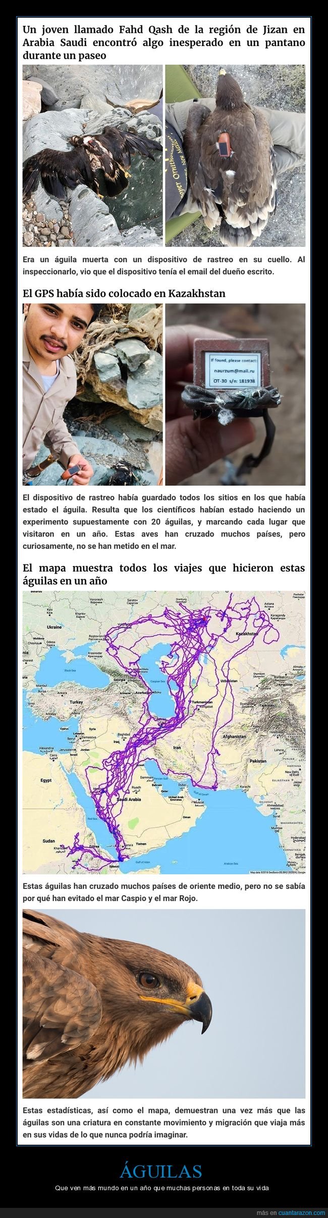 águila,rastreo,mapa,recorrido