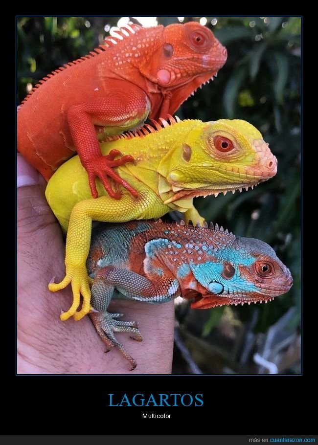 lagartos,colores
