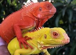 Enlace a Reptiles coloridos