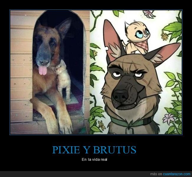 pixie y brutus,perros,gatos