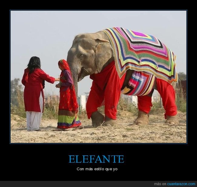 elefante,ropa,wtf