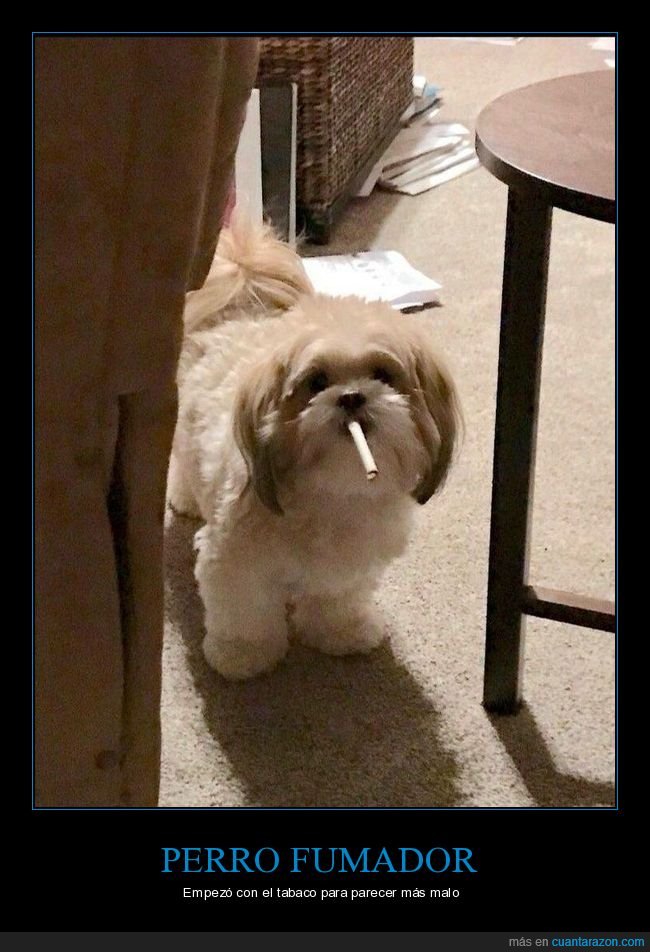 perros,cigarro,wtf