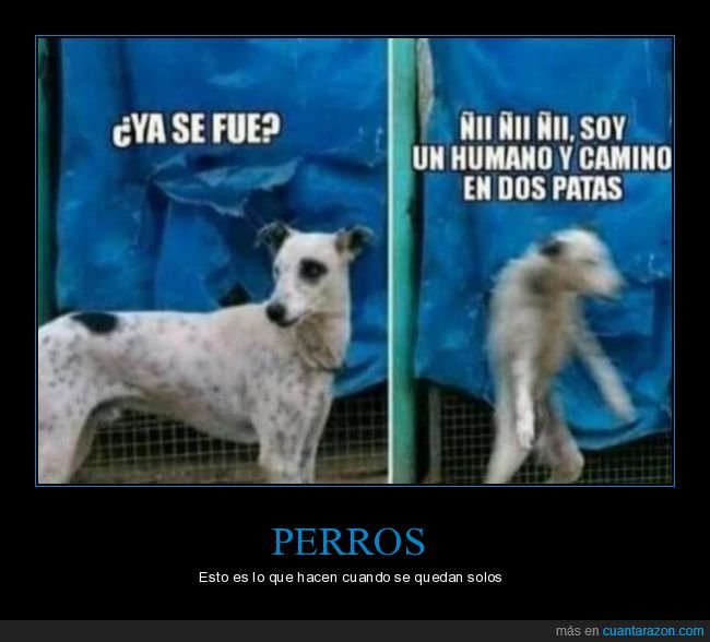 perro,imitando,humano,absurdo