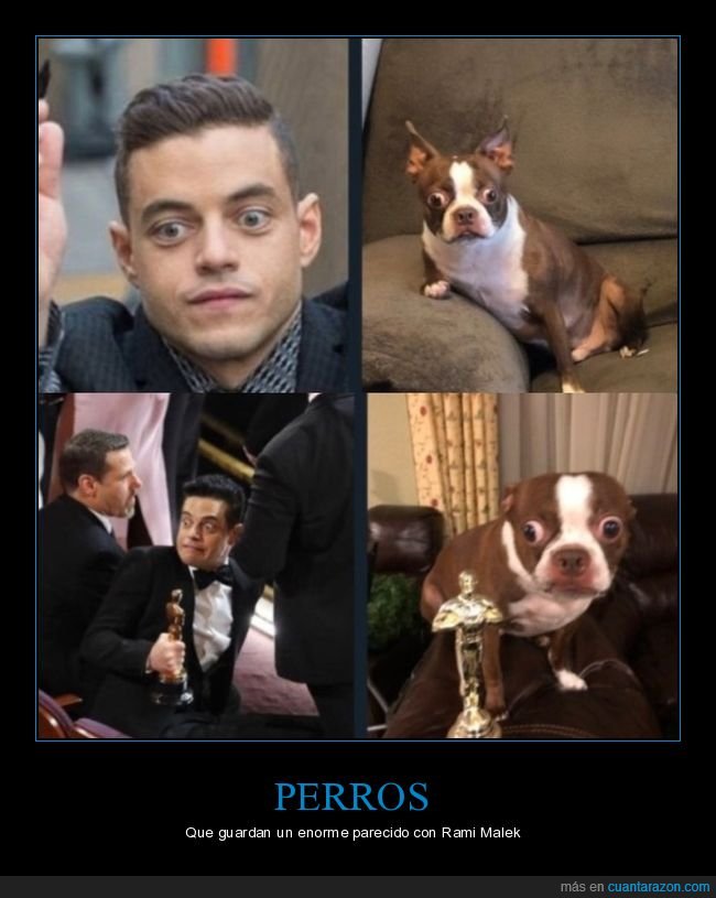 perro,rami malek,parecidos,careto