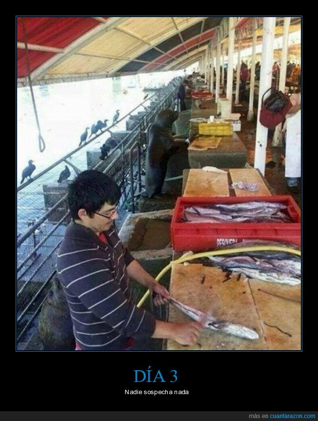 pescadería,foca,pescado,wtf
