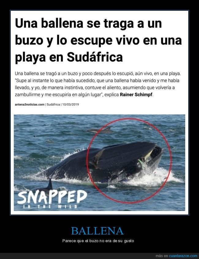 ballena,tragar,buzo,escupir,wtf