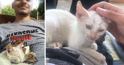 Enlace a Este hombre se despertó de la siesta con un gatito callejero durmiendo sobre su estómago, y decide quedárselo