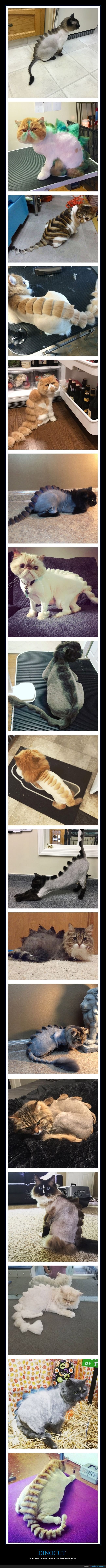 corte de pelo,dinosaurio,gatos,wtf