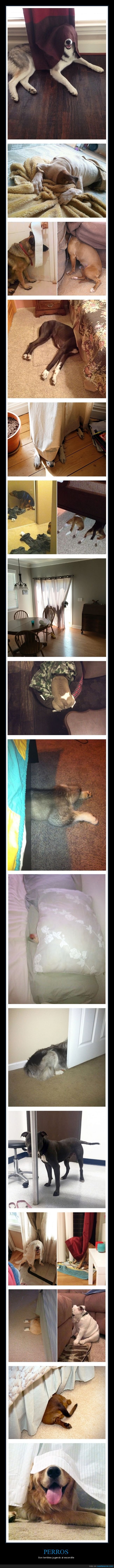 perros,escondiéndose,escondite,fails