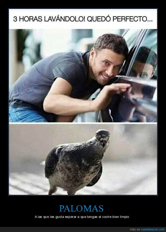 lavando el coche,coche,lavando,paloma