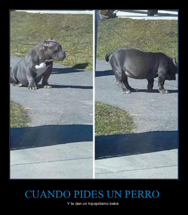 perro,hipopótamo,wtf,parecidos