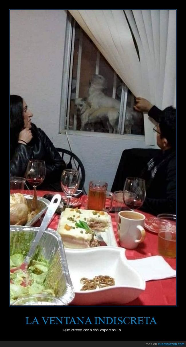 ventana,perros,wtf