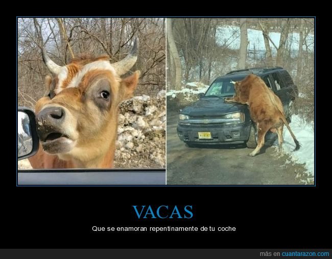 vaca,coche,wtf