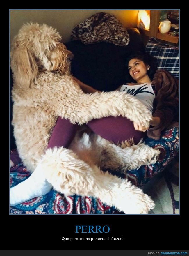 perro,gigante,wtf