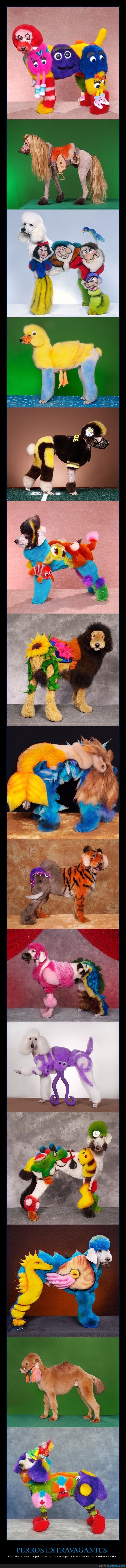 perros,extravagantes,competiciones,wtf