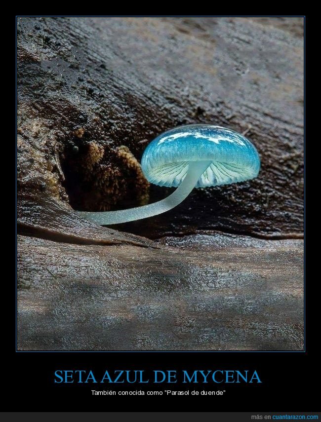 seta,azul,mycena,curiosidades