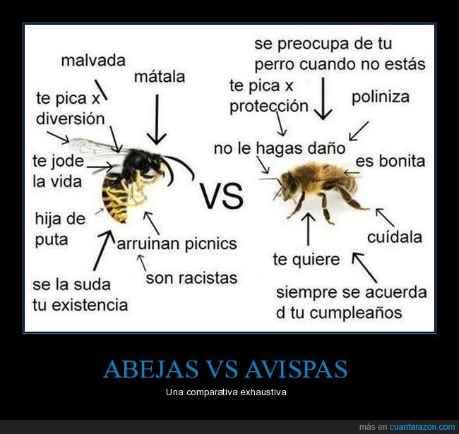 avispa,abeja,comparativa,absurdo