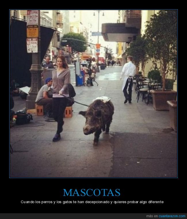 cerdo,paseando,mascota,wtf