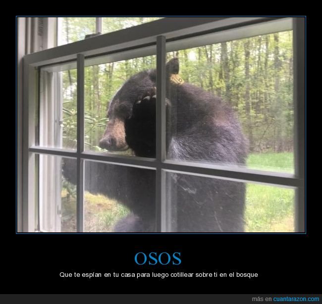 oso,ventana,casa