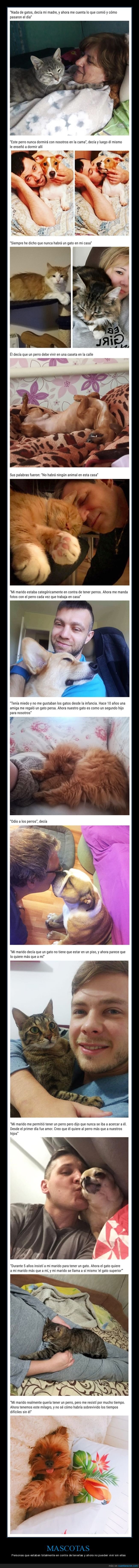 mascotas,perros,gatos,en contra