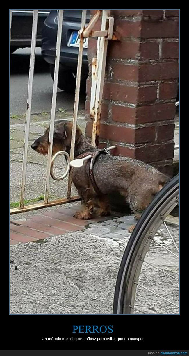 perros,cuchara,escapar,rejas