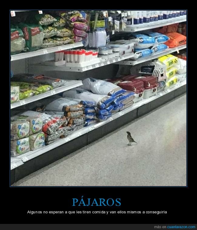 pájaro,supermercado,wtf