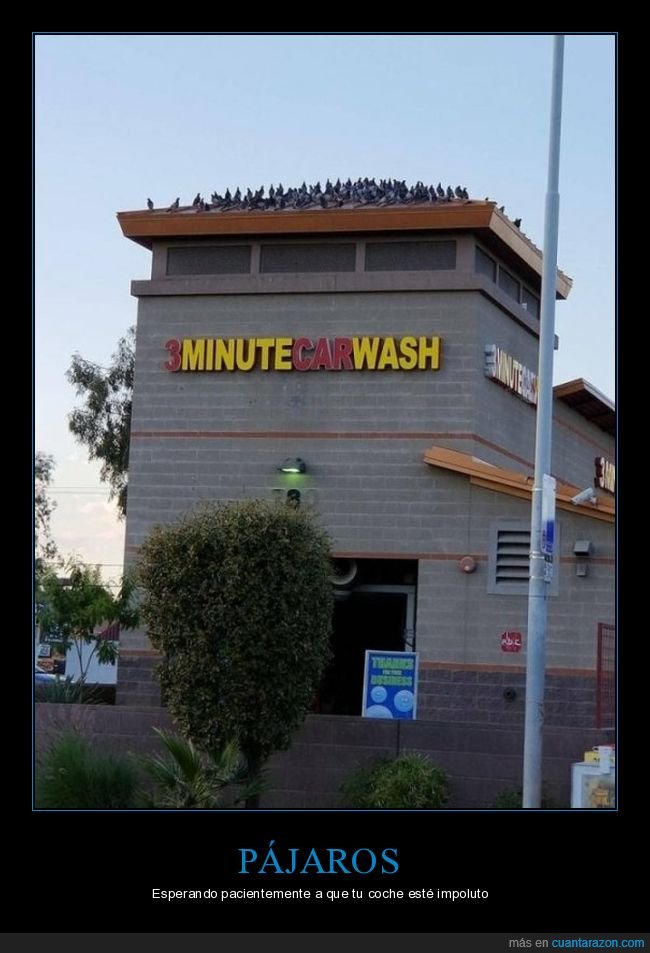 lavadero,autolavado,pájaros,wtf