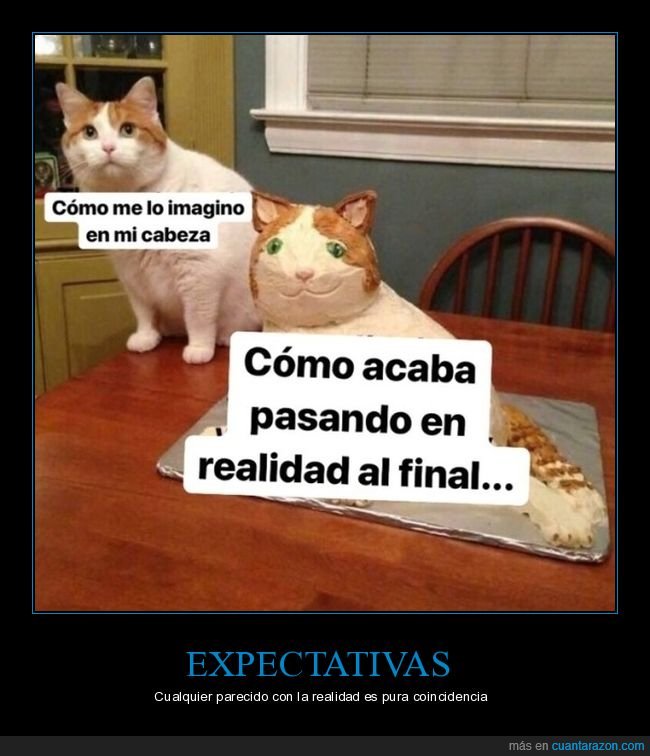 imaginar,expectativas,realidad,mierder,gato