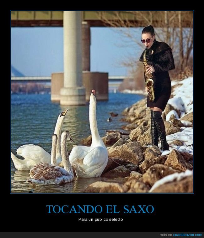 tocando,saxofón,cisnes