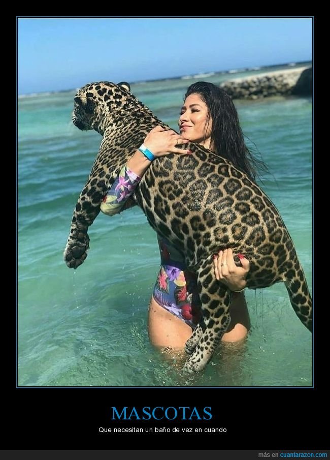 leopardo,playa,bañándose,wtf