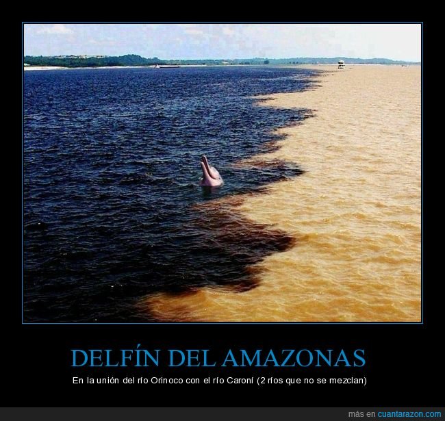 delfín del amazonas,ríos,orinoco,caroní