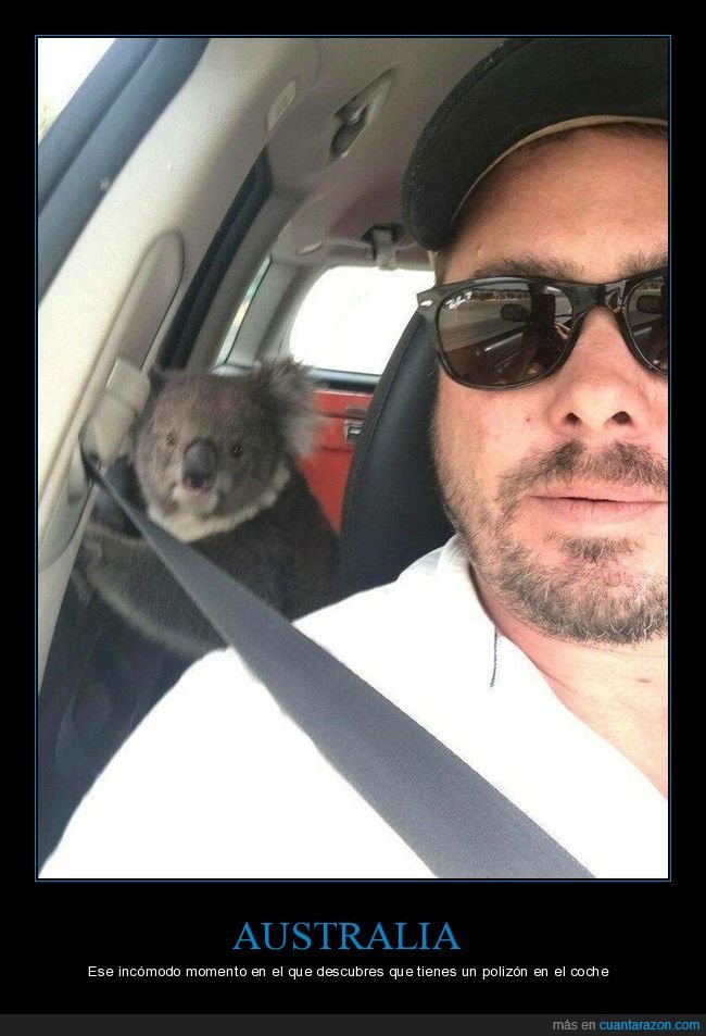 australia,koala,coche