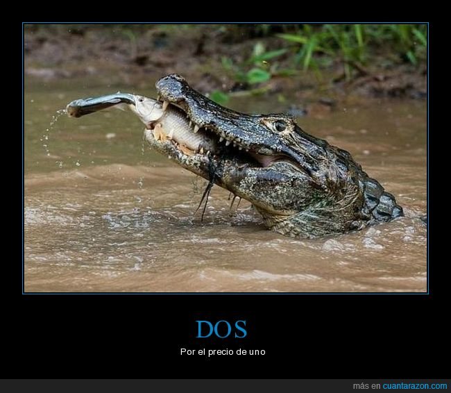 cocodrilo,peces,wtf