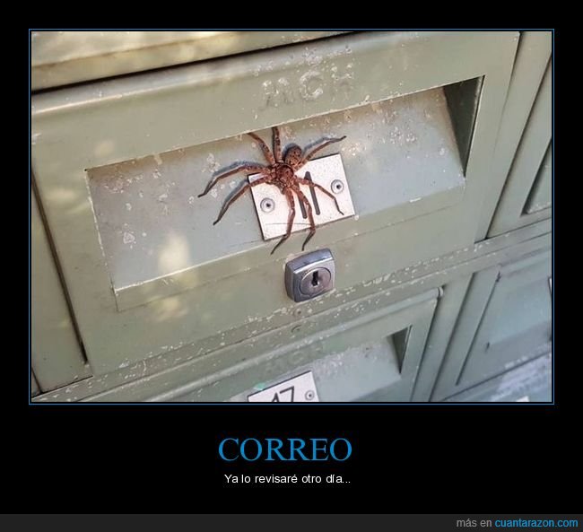 buzón,correo,araña